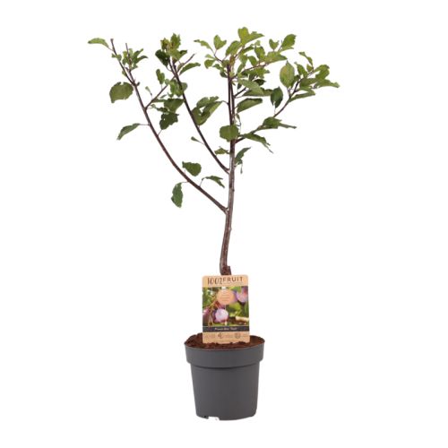 Obstbaum 95 cm - Bild 8